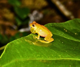 Tlacohyla loquax