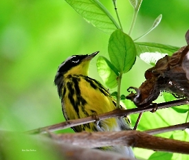 Magnolia Warbler