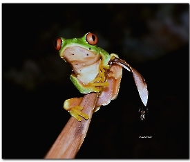 Ranita verde ojos rojos