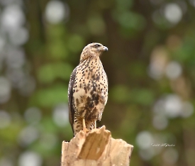 Great-black Hawk