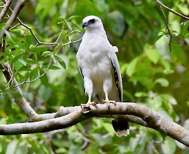 White Hawk