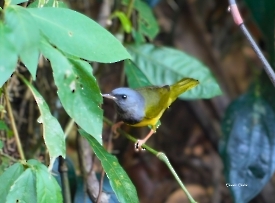 Mourning _Warbler