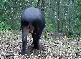 Tapir