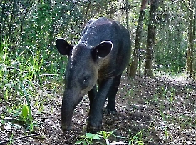 Tapirus Bairdii