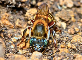 Melipona beecheii