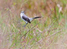Tropical Mockinbird