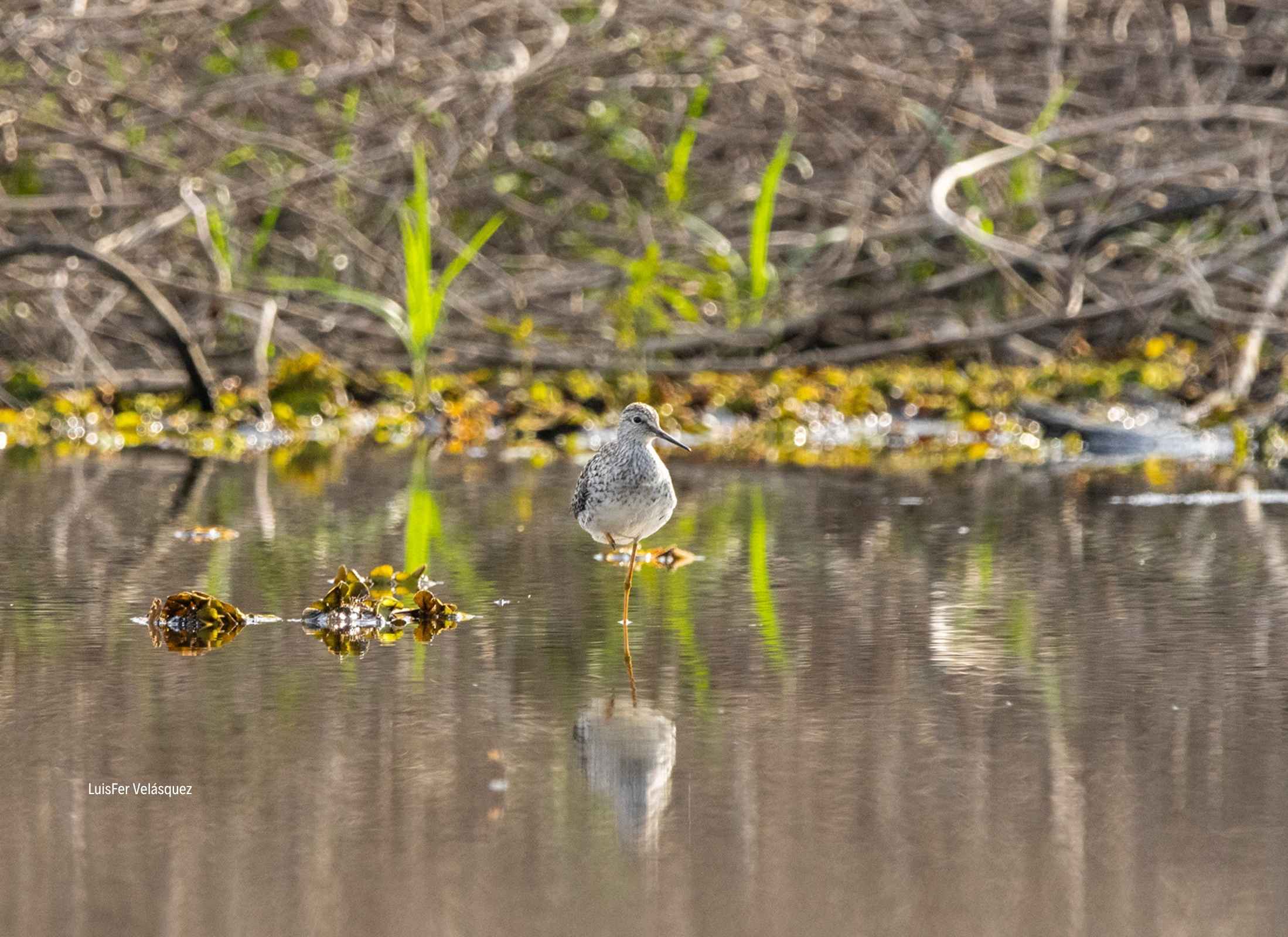 Lesser Yellowlegs