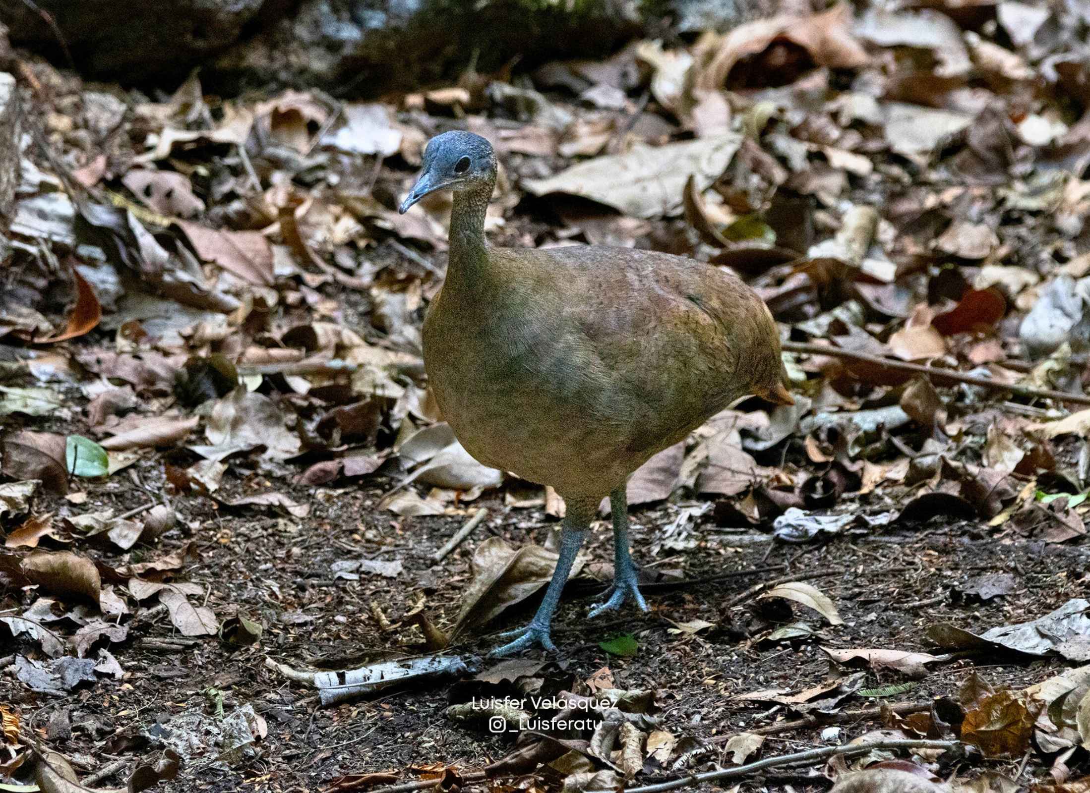 Great Tinamou