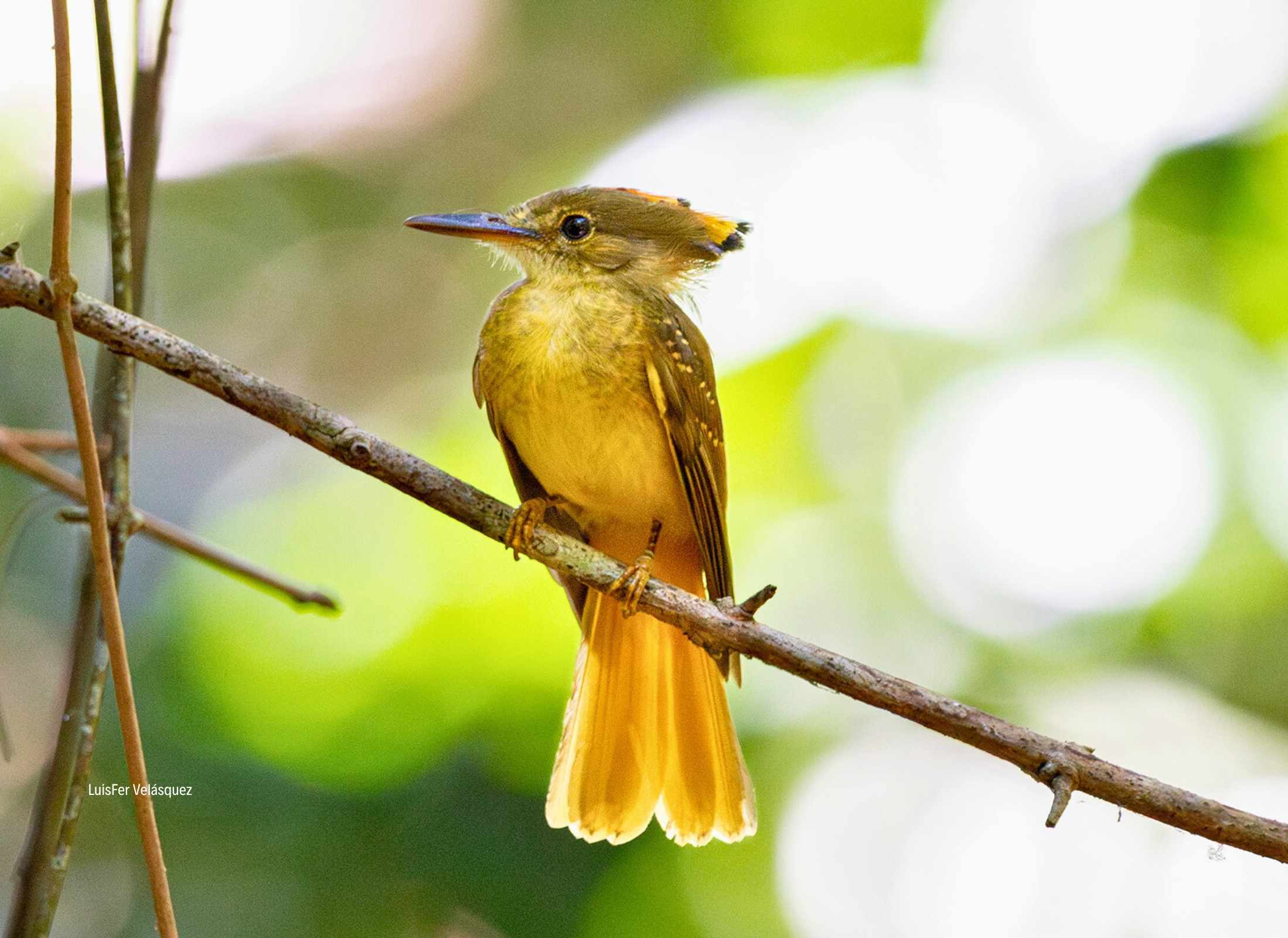 Tropical Royal Flycartecher