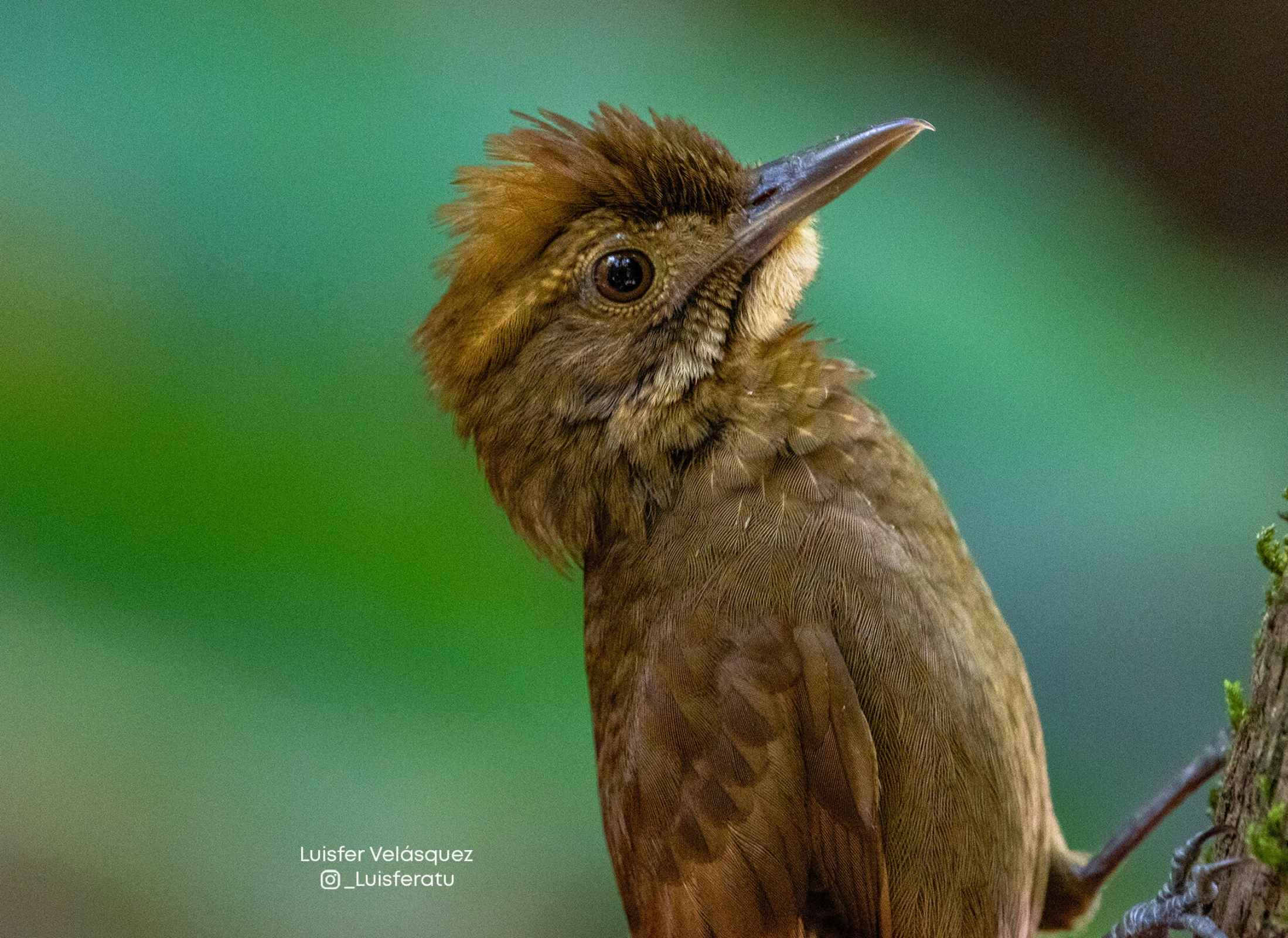Tawny-winged Woodcreeper