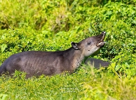 Tapir centroamericano