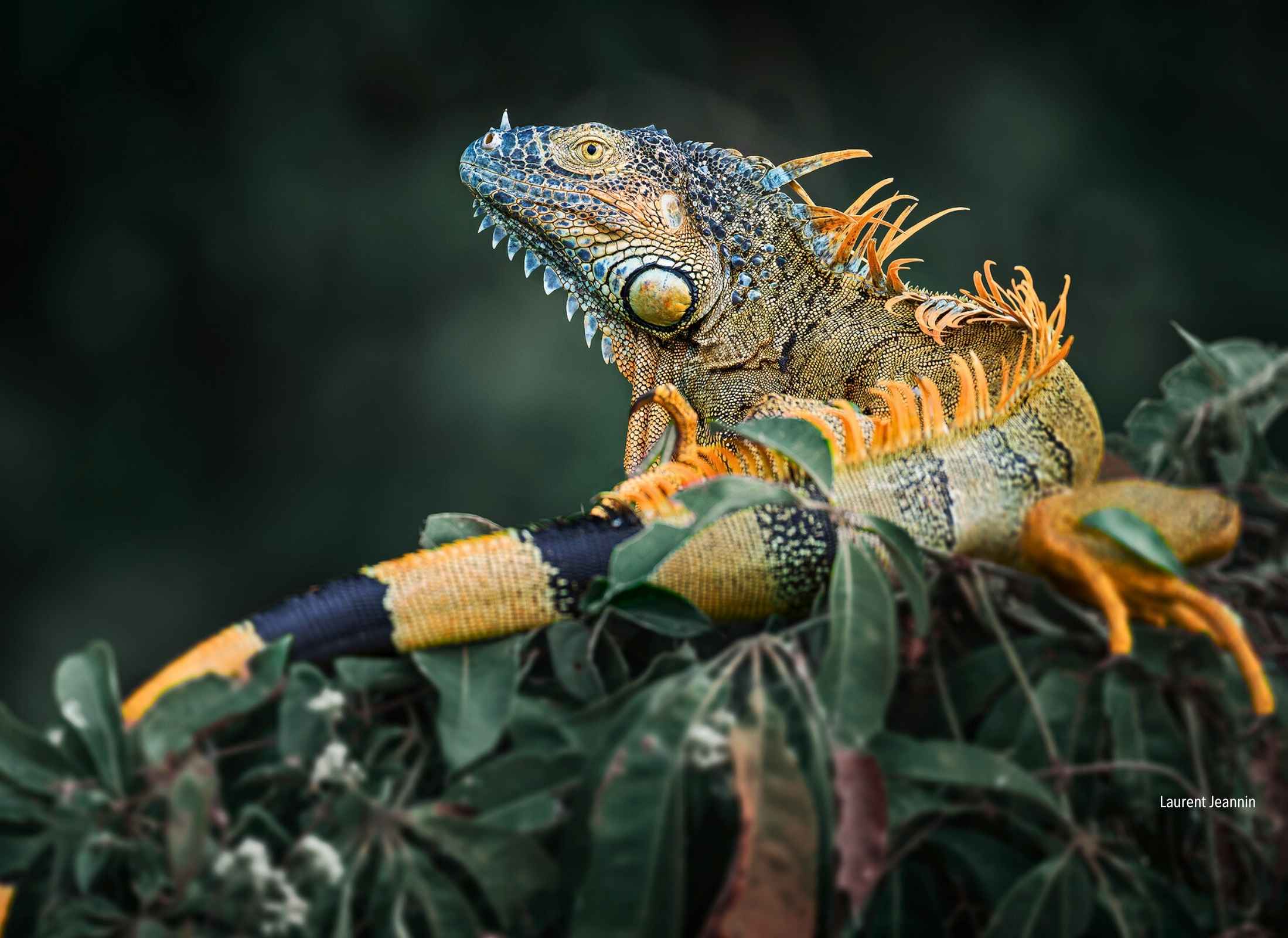 Iguana iguana