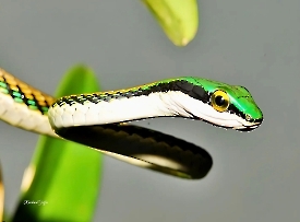 leptophis_mexicana