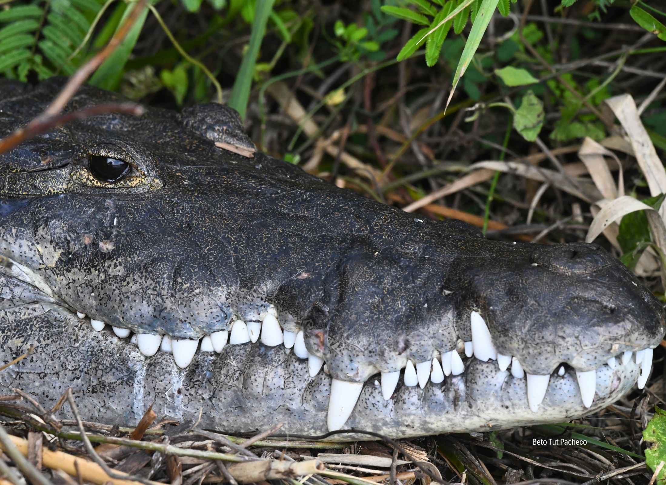 Crocodylus moreletii