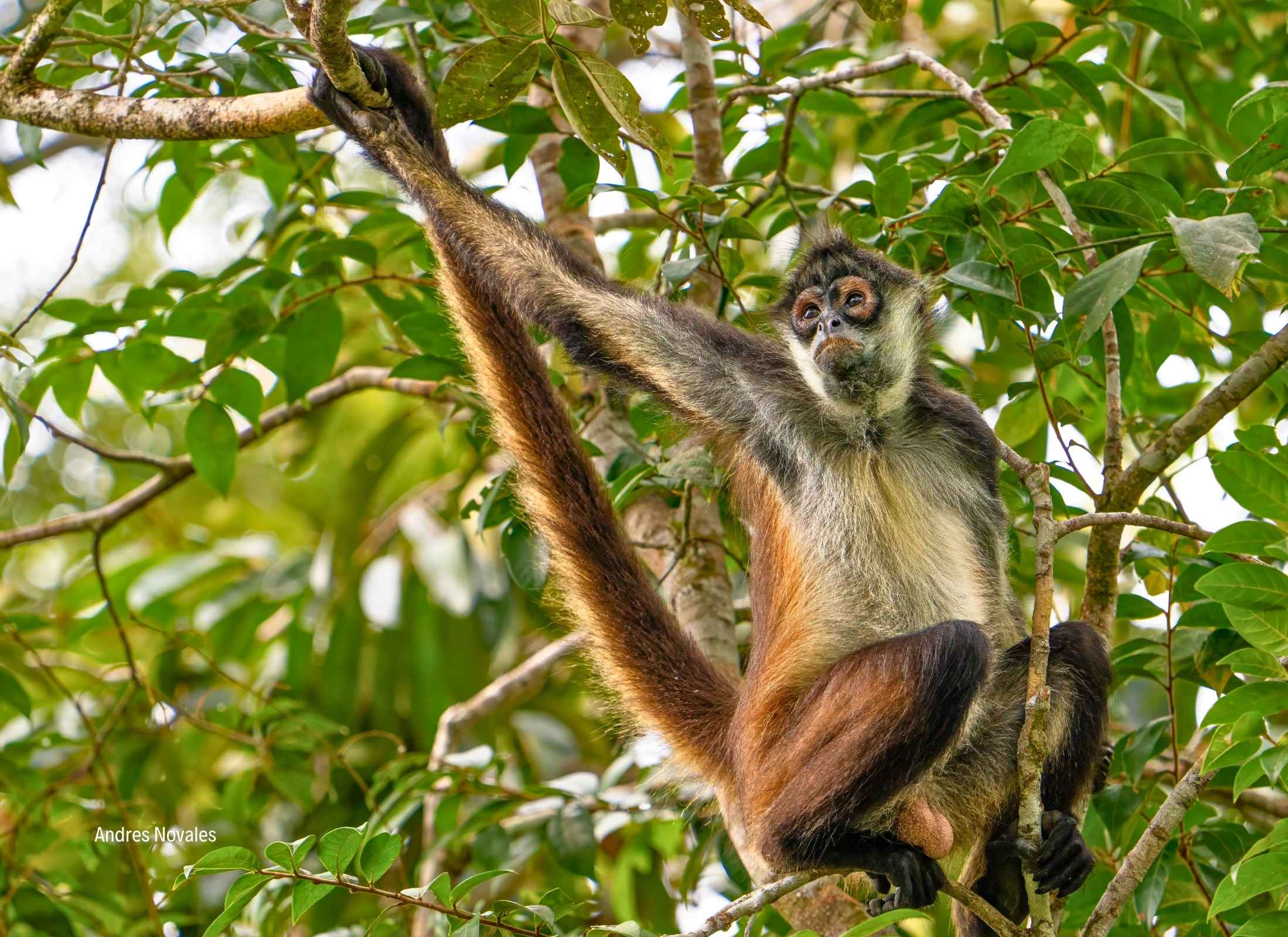 Ateles geoffroyi