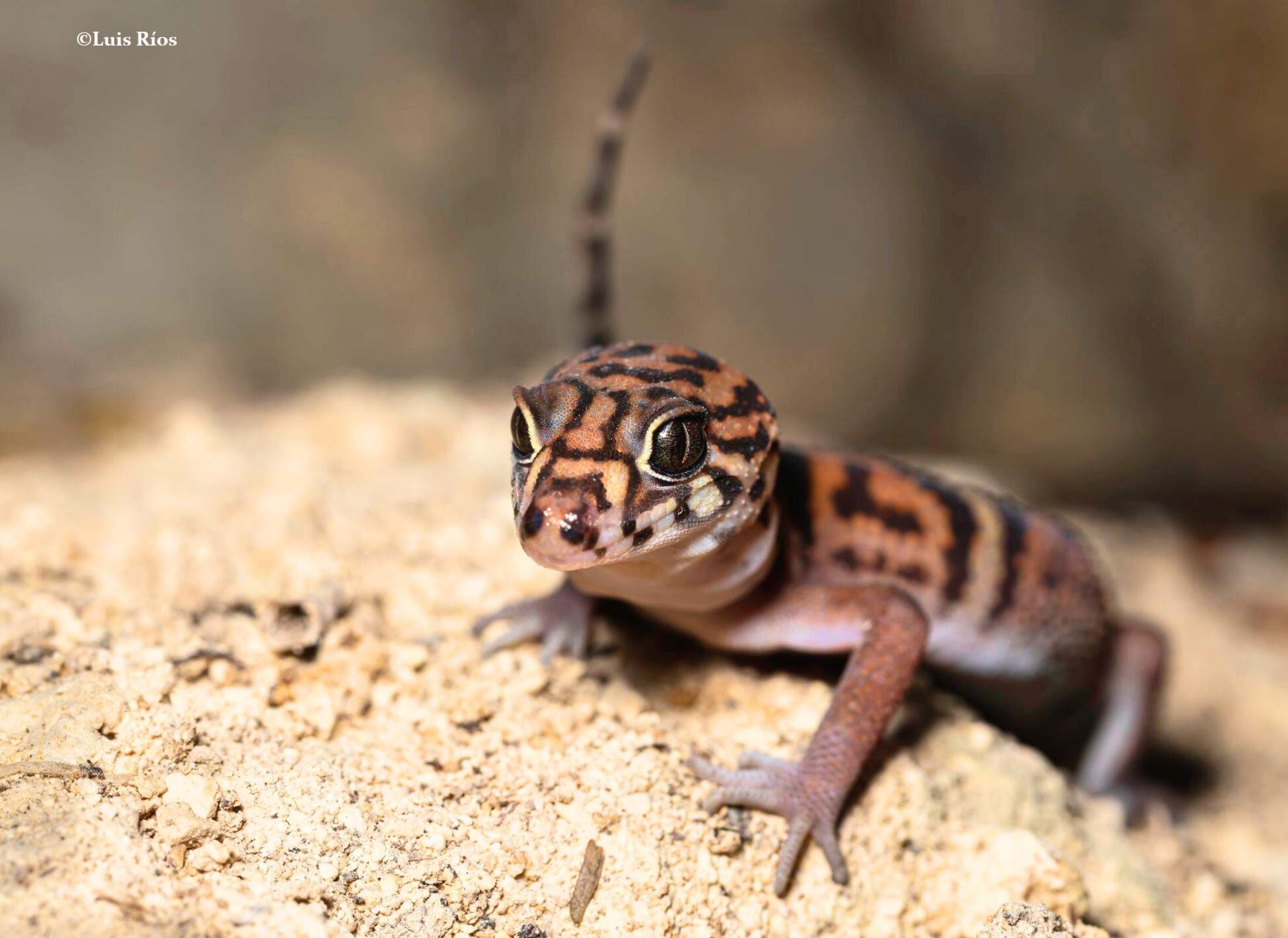 Coleonyx elegans