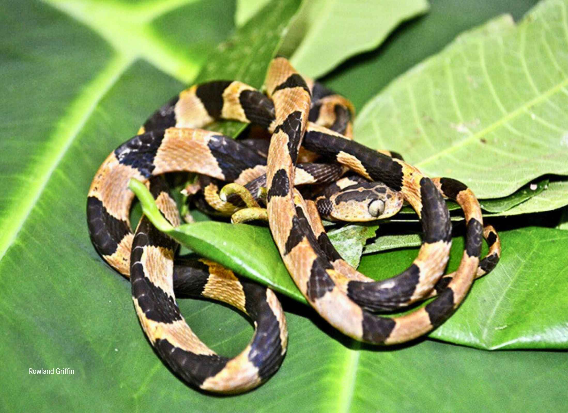 Imantodes cenchoa