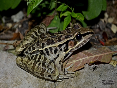 Lithobates berlandieri