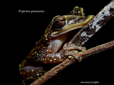 Triprion-petasatus