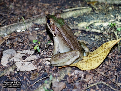 Lithobates vaillanti