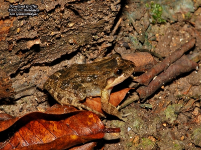 Leptodactylus melanolotus