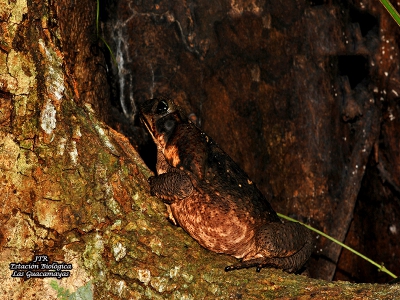 Rhinella marina