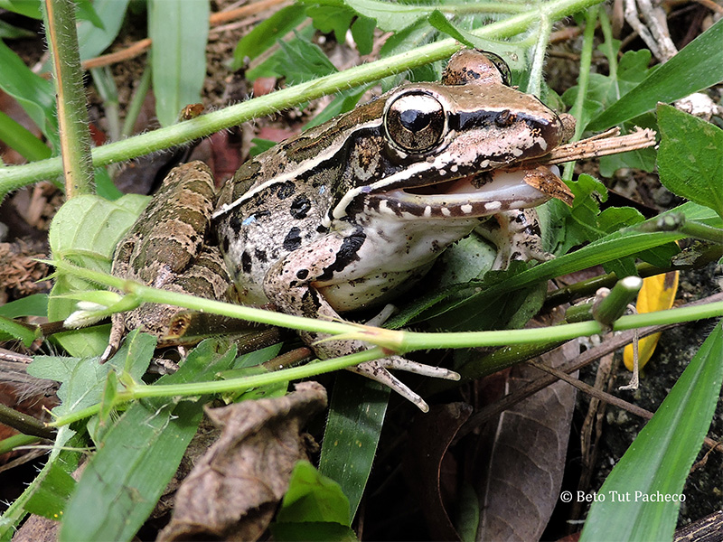 Rana Leopardo de Berlandier