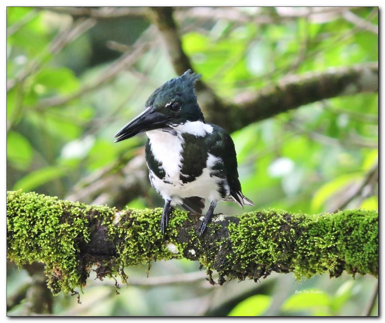 Amazon Kingfisher