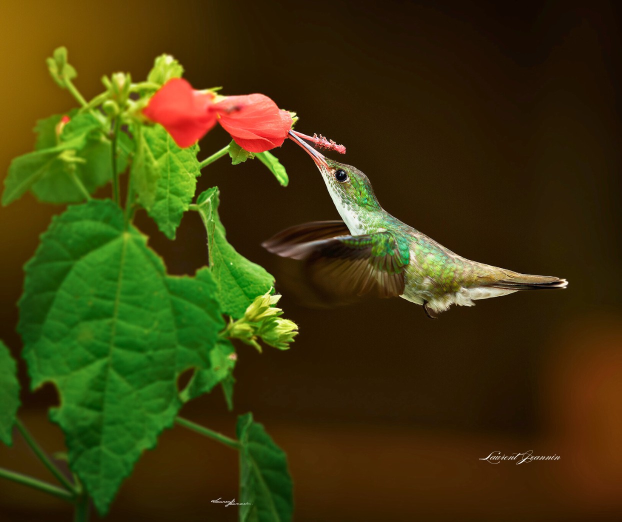 White-bellied Emerald