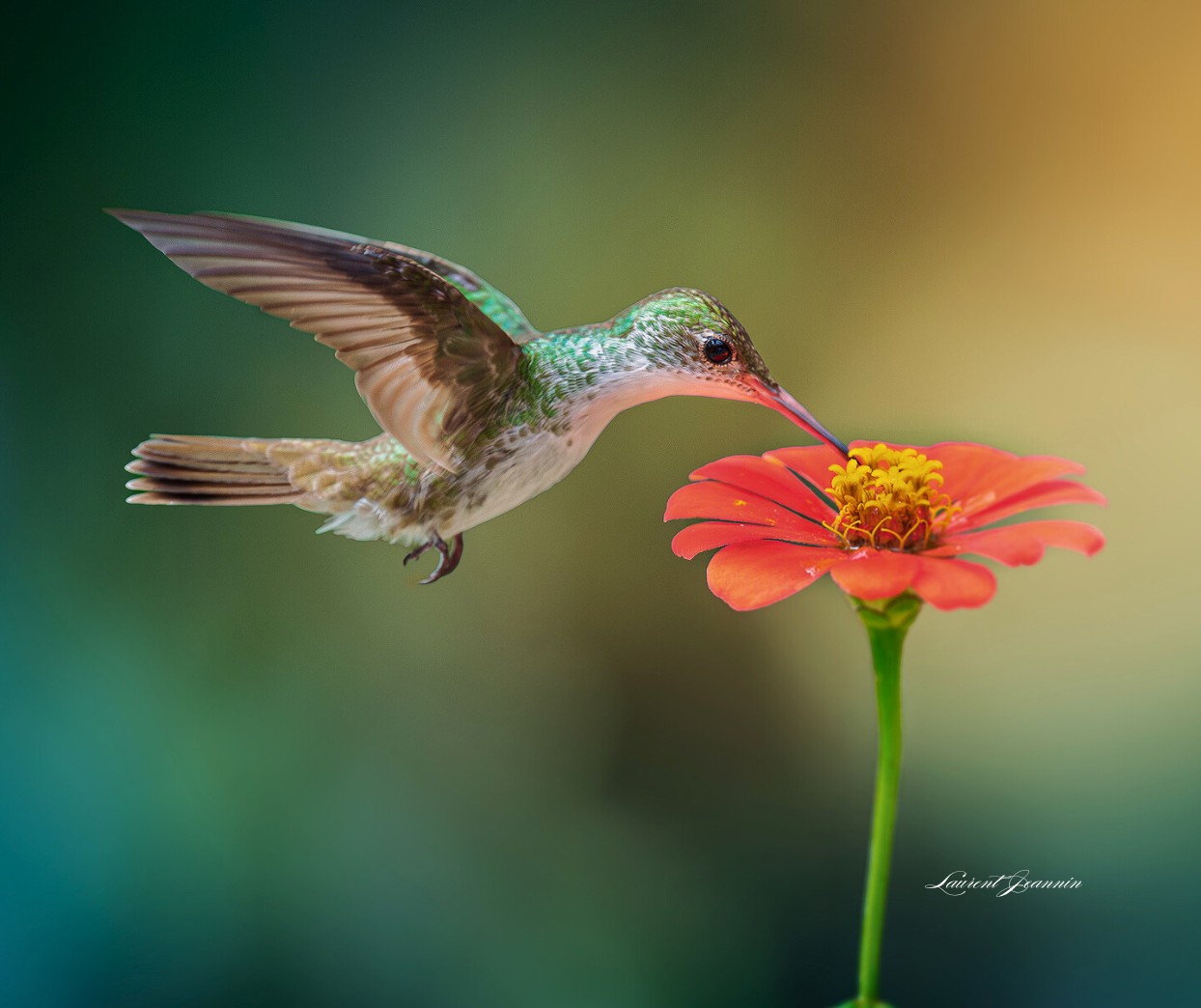 White-bellied-Emerald