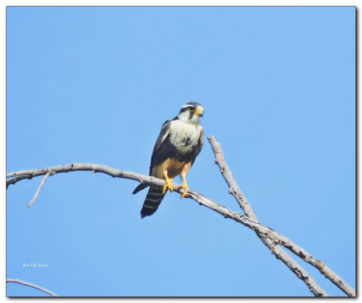 Aplomado Falcon