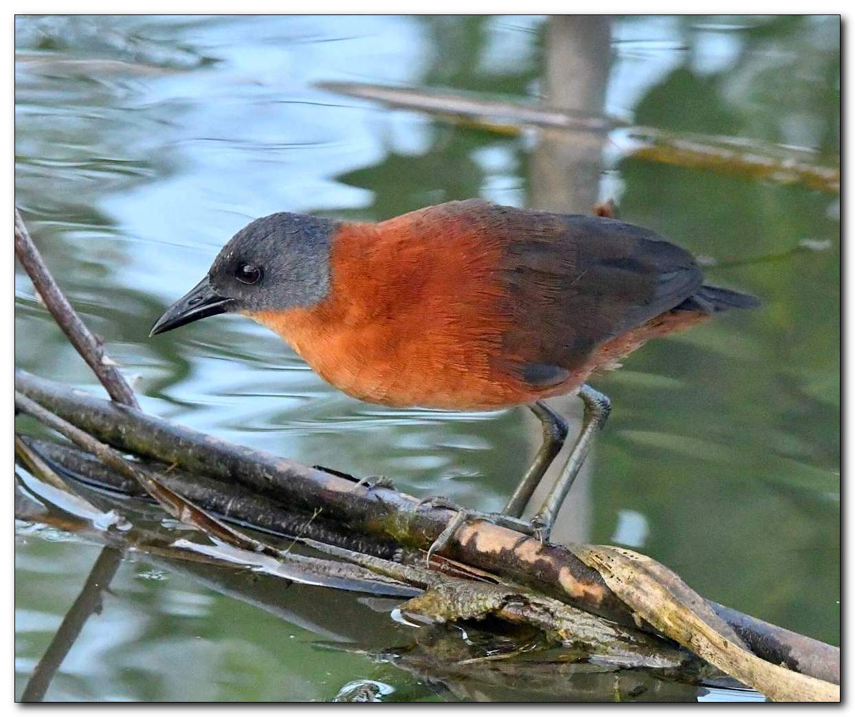 Ruddy Crake_Laterallus ruber