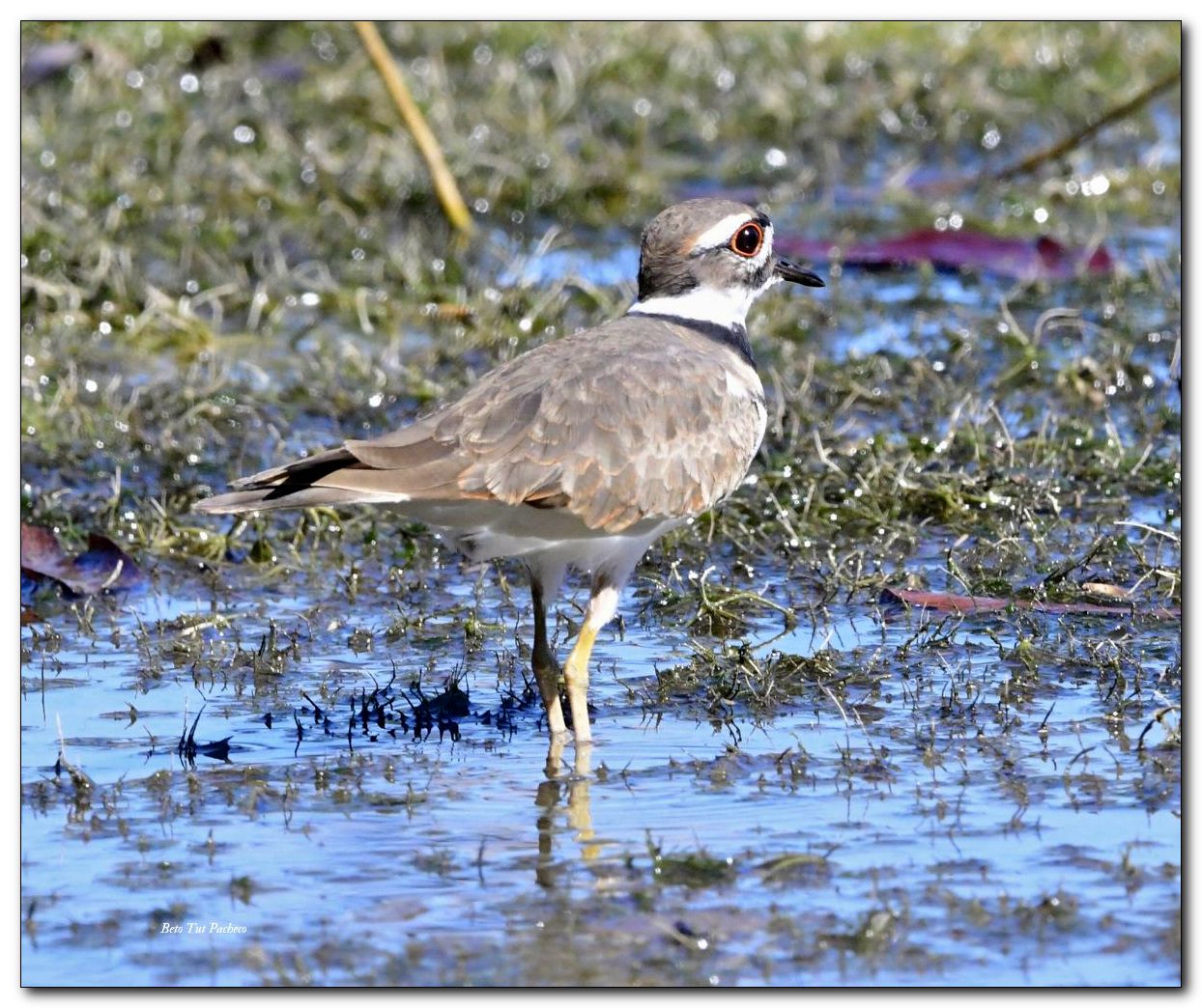 Killder_Charadrius vociferus