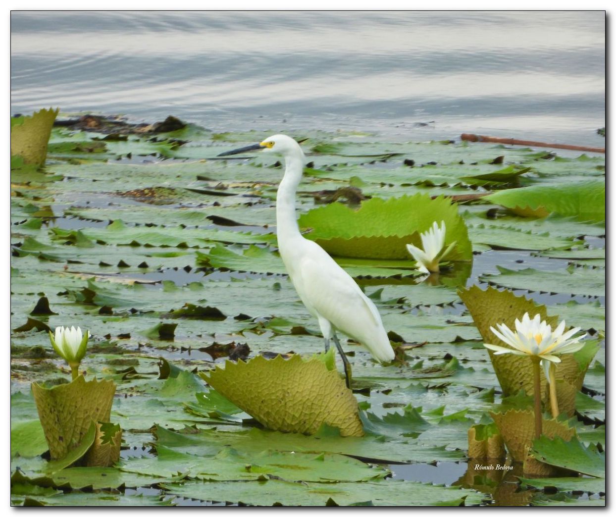 Egretta thula-Snowy Egret