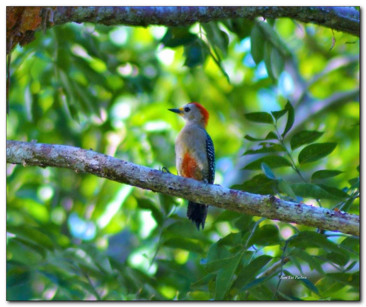 Yucatan Woodpecker_