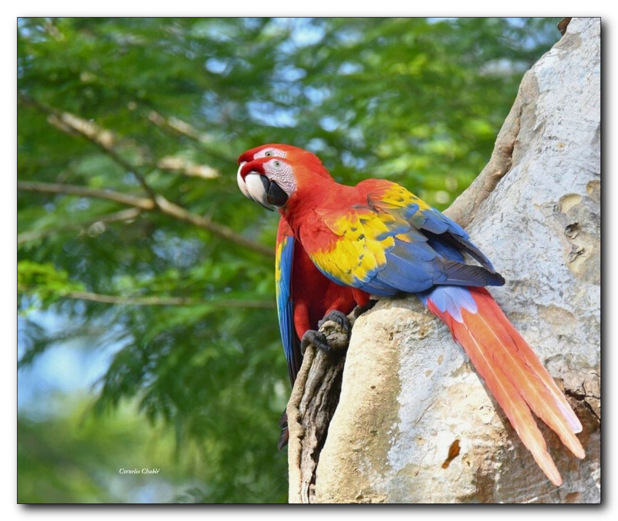 Guacamaya roja_