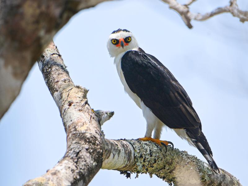 Aguila blanco y negra-