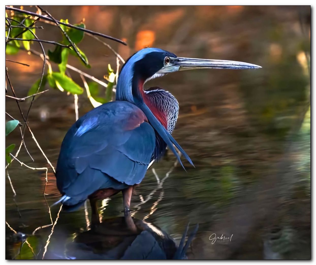 Agami Heron