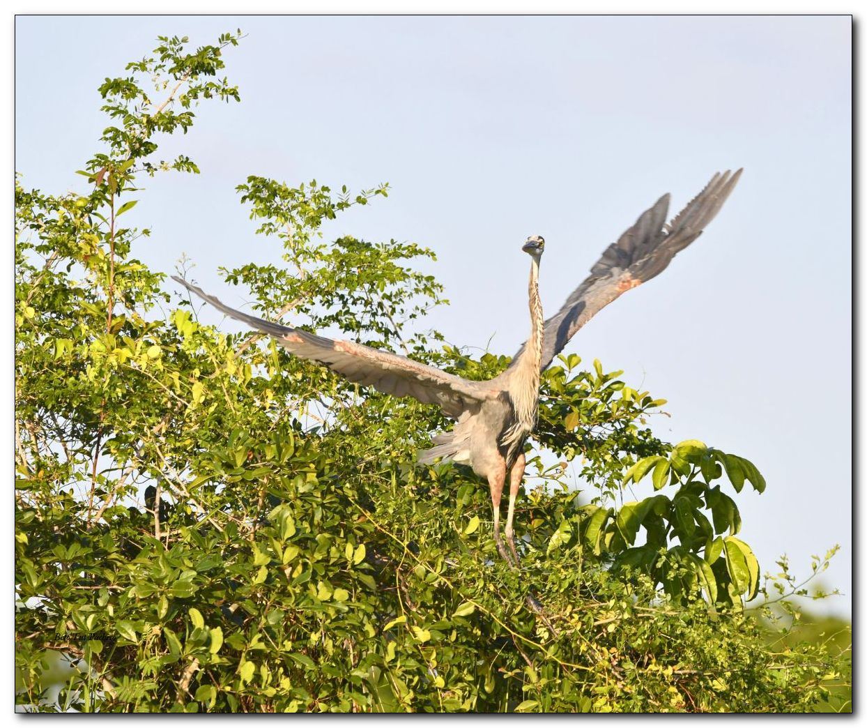 Great Blue Heron_Ardea herodias