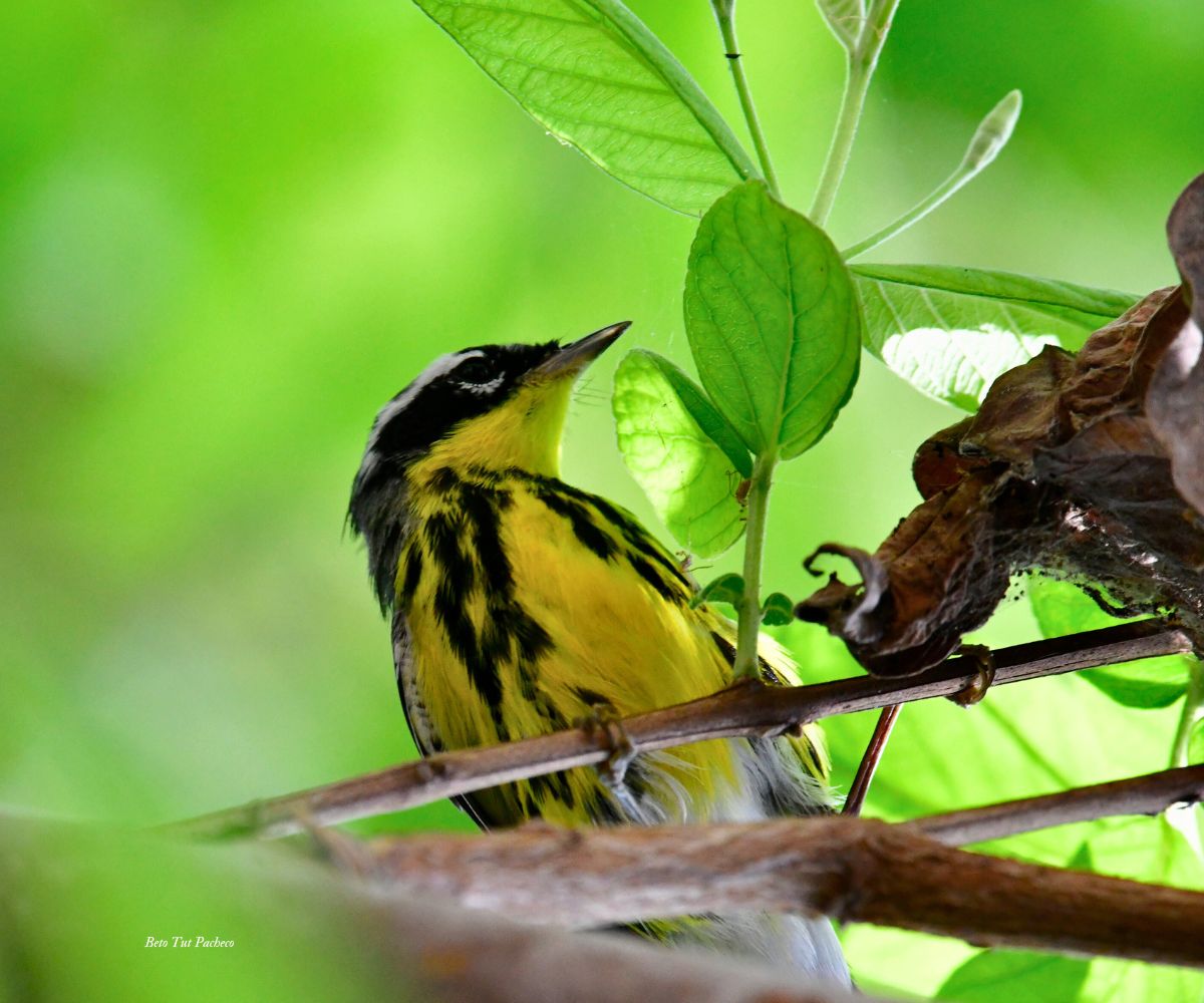 Magnolia Warbler