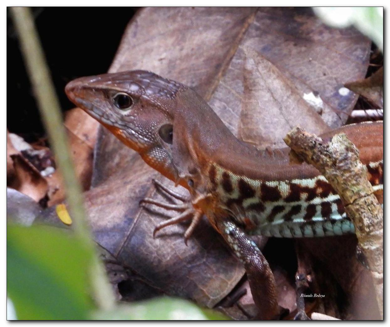 Holcosus undulatus