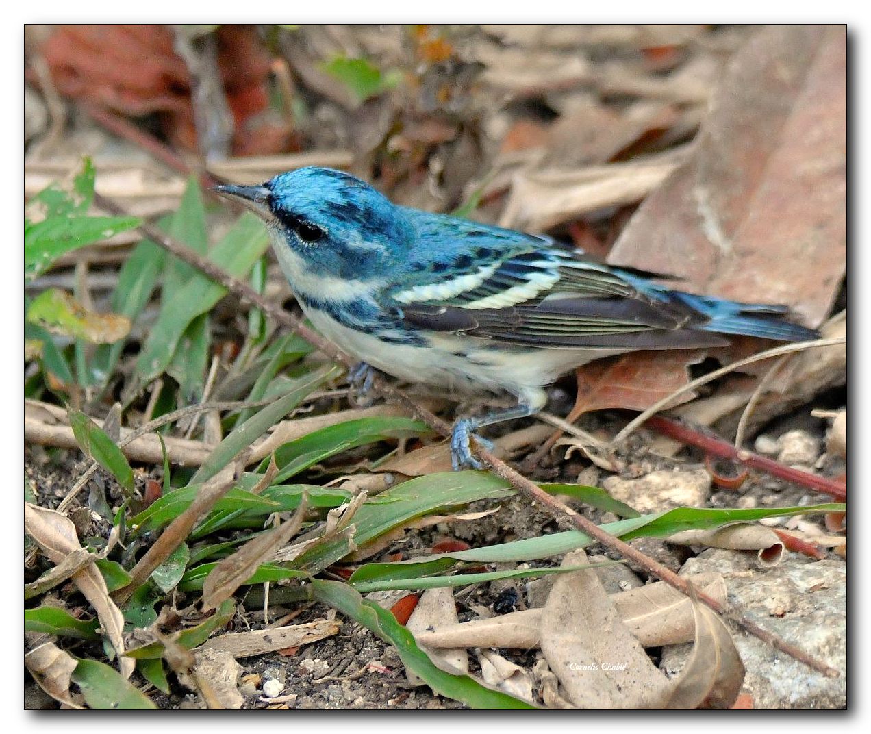 Setophaga cerulea