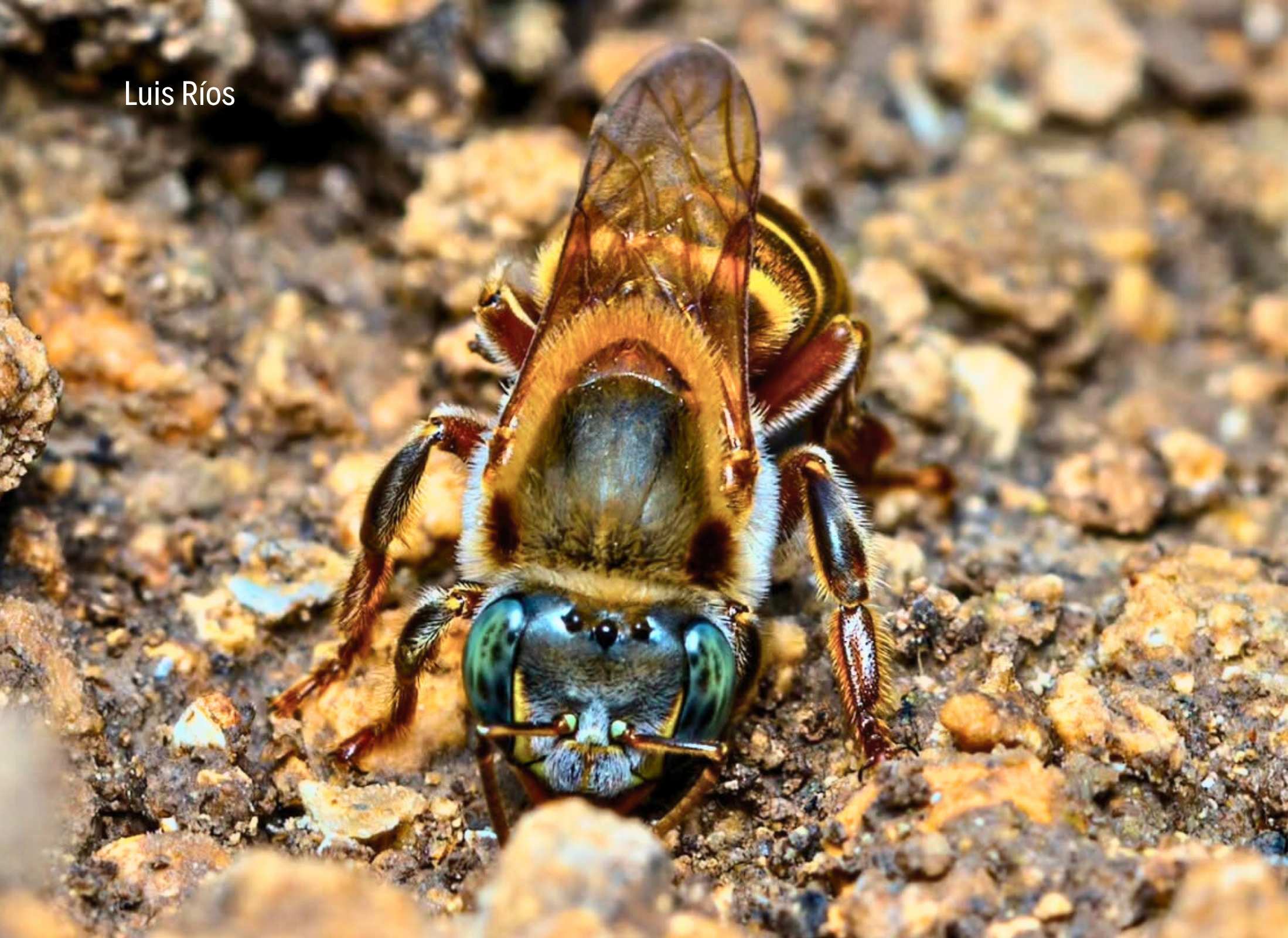 Melipona beecheii