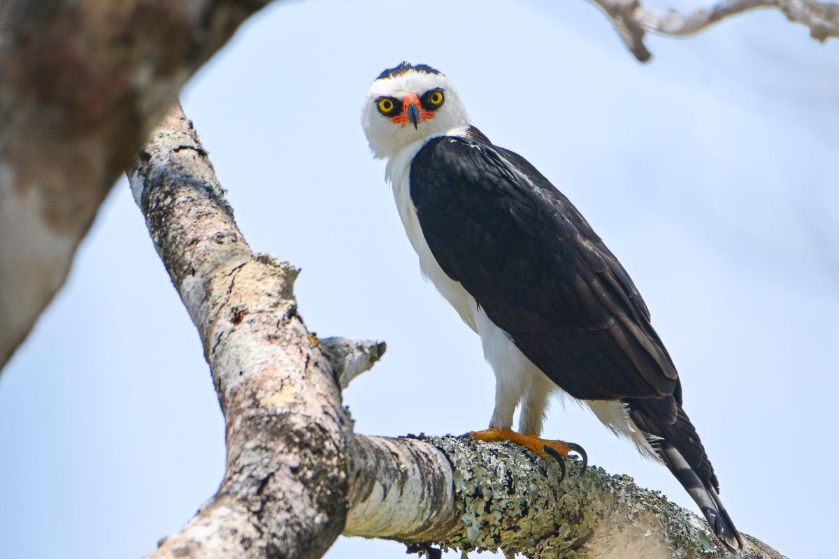 Aguila blanco y negro