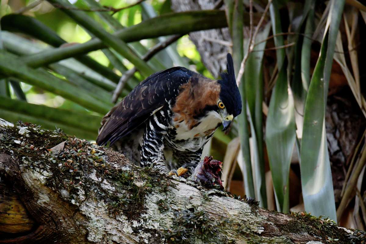 Aguila ornamentada 