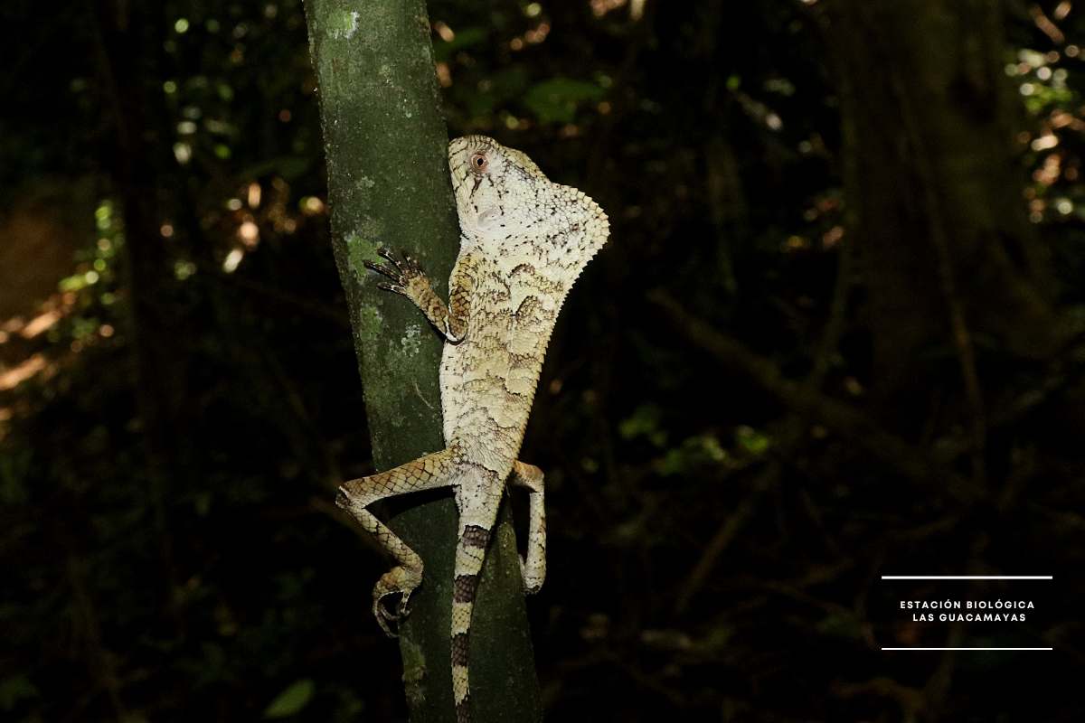 Corytophanes cristatus