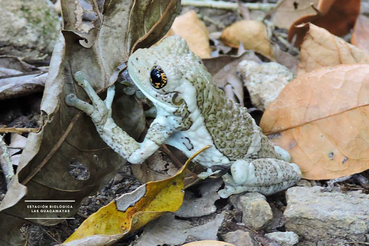 Rana Lechera