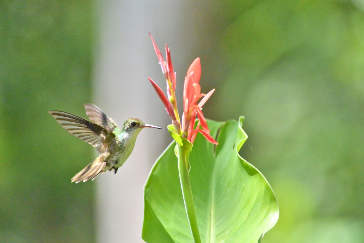 White billed Emarald