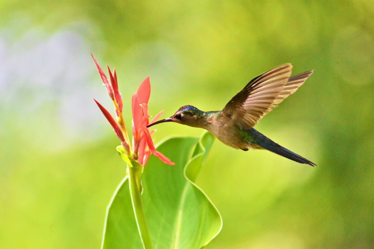 wedge tailed Sabrewing 2