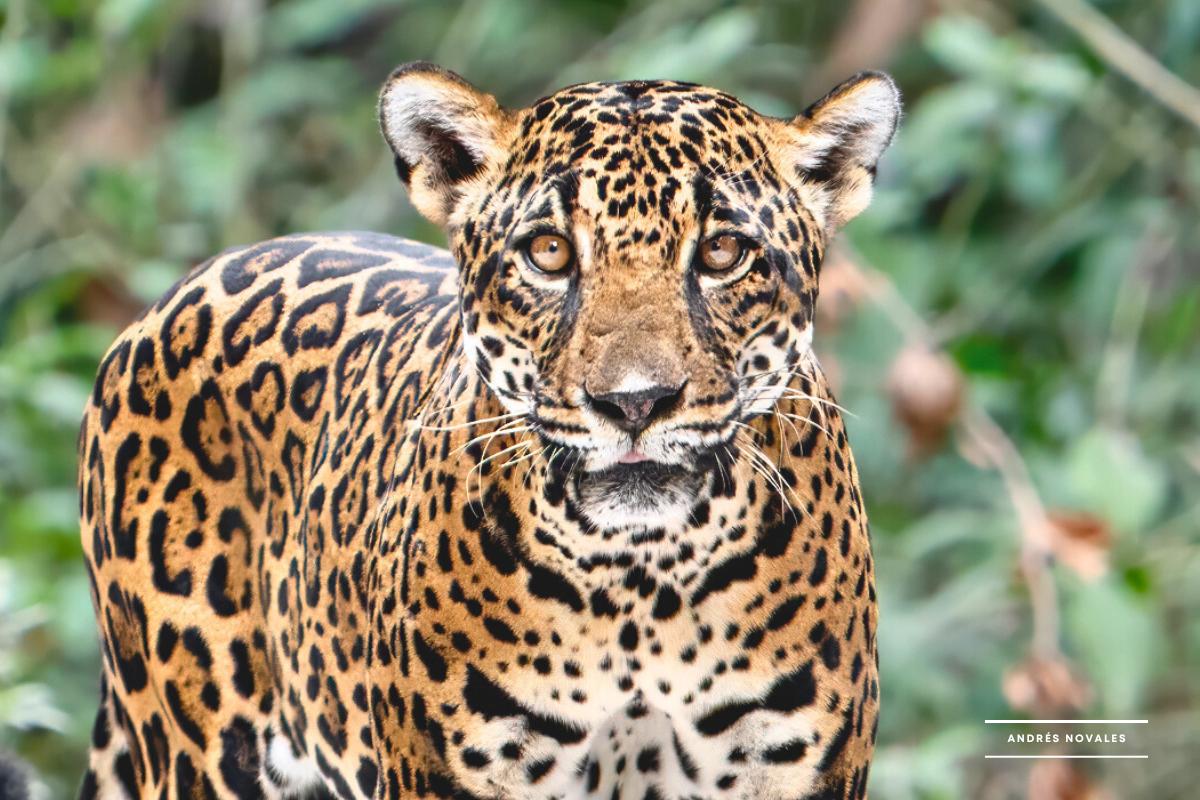 Jaguar hembra